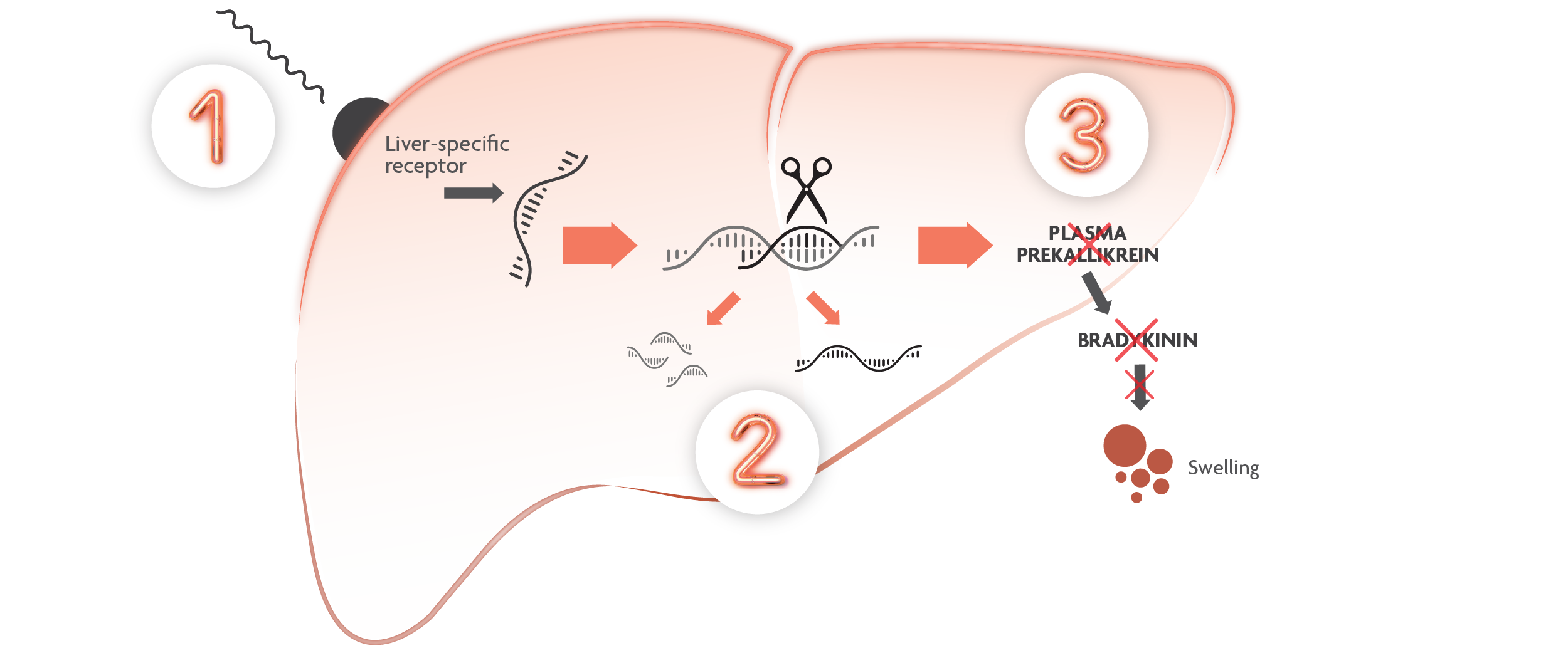 Graphic showing the mechanism of action of DAWNZERA.