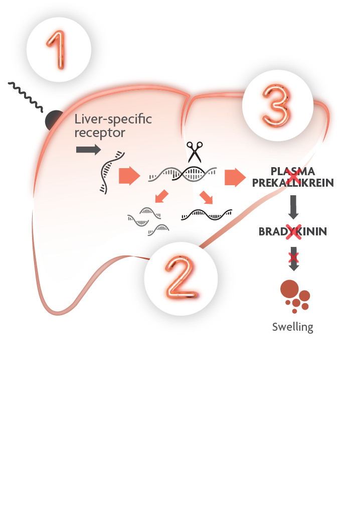 Graphic showing the mechanism of action of DAWNZERA.