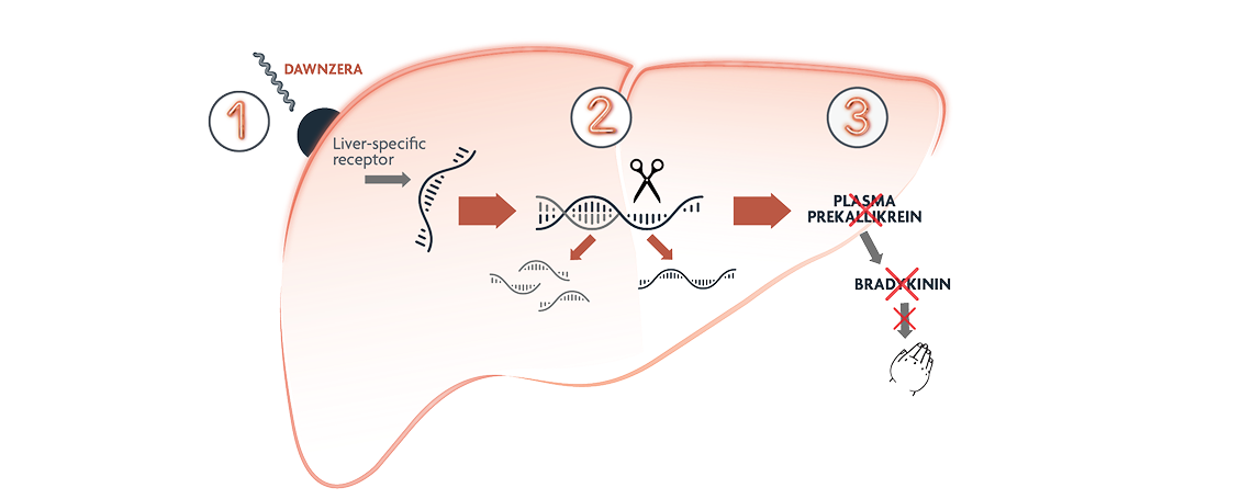 Graphic showing the mechanism of action of DAWNZERA.
