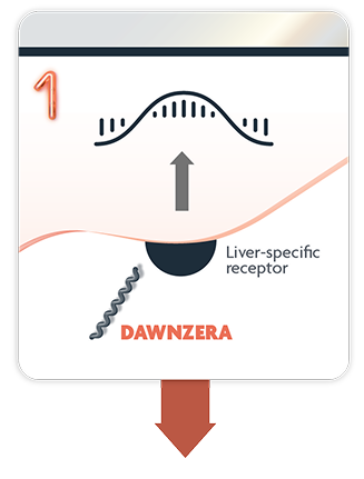 Graphic showing the mechanism of action of DAWNZERA.