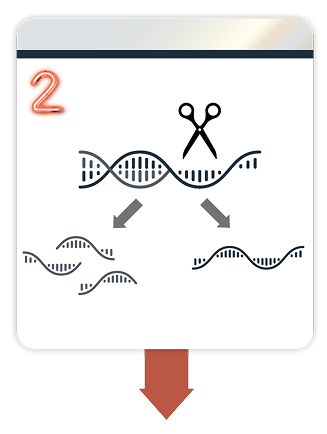 Graphic showing the mechanism of action of DAWNZERA.